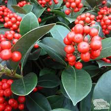 Skimmer japonica foremanii