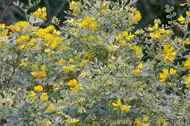 Coronilla valentina glauca 'Variegata'