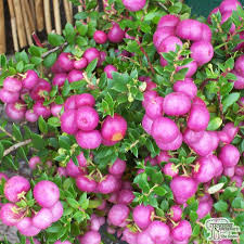 Pernettya mucronata