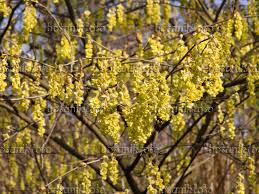 Corylopsis willmttiae