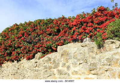 CoCotonester frigidus 'Cornubia'