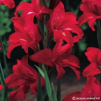 Gladiolus ramosus 'Robinetta'