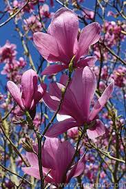 Magnolia liliiflora 'Nigra'