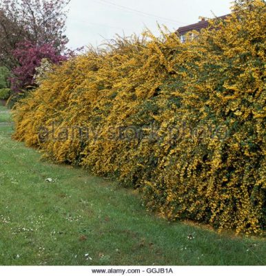 Berberis x stenophylla