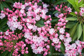 Kalmia latifolia 'Freckles'