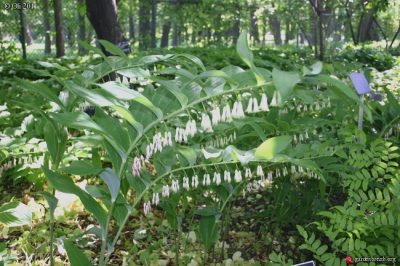 Polygonatum x hybridum