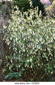 Ribes sanguineum 'Tydemans White'