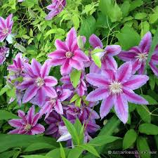C.'Nelly Moser'