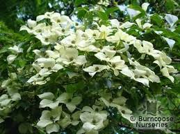 Cornus kousa 'Chinensis'