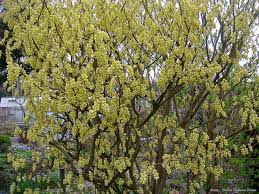 Stachyurus praecox