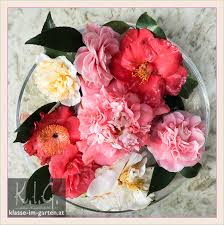 Beautiful flowers of Camellias