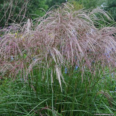 Miscanthus sinsensis 'Morning Light'