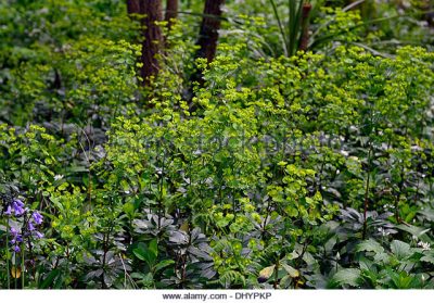 the spring woodland understory.