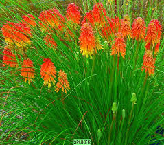 Kniphofia uvaria 'Nancy's Red'