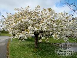 Prunus 'Tai haku'