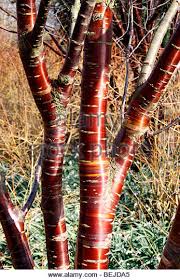 Prunus serrula