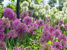  A mass of Alliums!