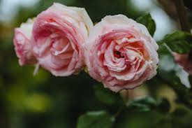  A beautiful double Rose.