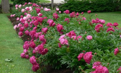  A mass of paeonia colour.