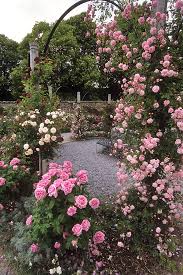  A pink flower border