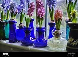 A whole window ceil of scented Hyacinthus