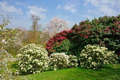 Acid loving shrubs