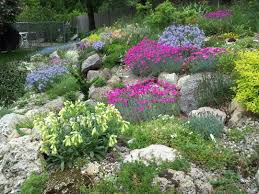  Alpine rock garden