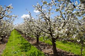 An orchard of pear trees