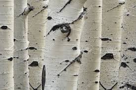 Birch Bark