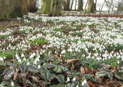 Carpets of Snowdrops.