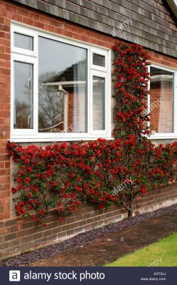 Chaenomeles covering a wall.