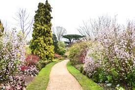 Delightful Daphnes in mixed planting