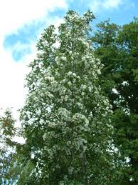 Eucryphia x nymansensis 'Nymansay'