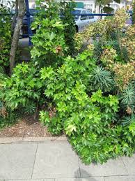 Euphorbia garden panting.
