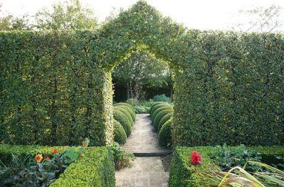  Evergreen hedges, edging and screening