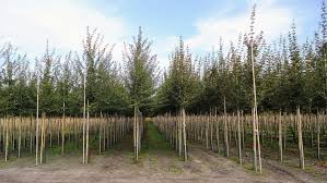 Field grown nursery stock ready for bare root supply.