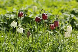 Frittillary in a meadow