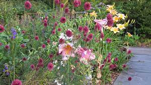  Hemerocallis in mixed planting