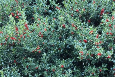 Holly adding mid-winter colour and structure to the garden.