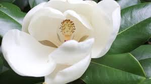  Magnificent Magnolia