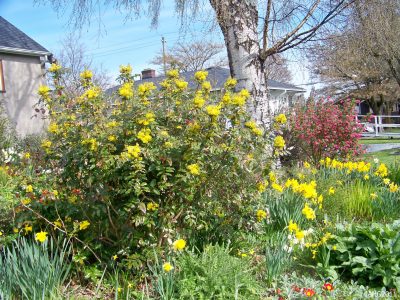 Mahonias as part of a mixed winter planting