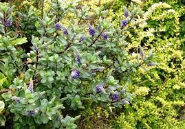  Mixed shrub planting with Hebes