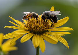 Nectar factories
