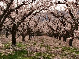 Orchard of Almond Blossom