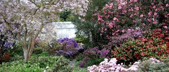 Rhododendrons taking centre stage.