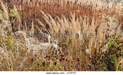  Seed-heads in the Autumn Garden