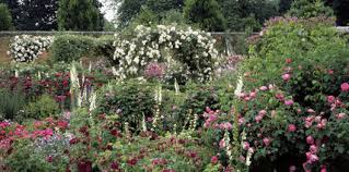 stunning-roses-at-mottisfont-abbey