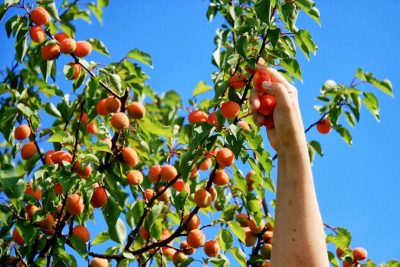 The joy of growing and picking your own fruit!