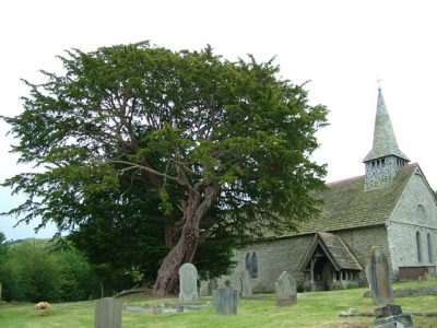  Giant church yard yew tree.