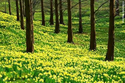 'A host of golden Daffodils'
